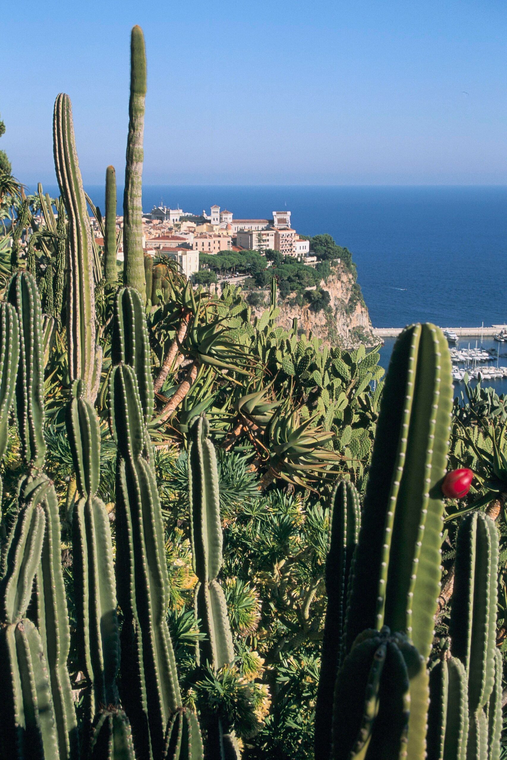 Jardin Exotique district with the view of the rock of Monaco-ville